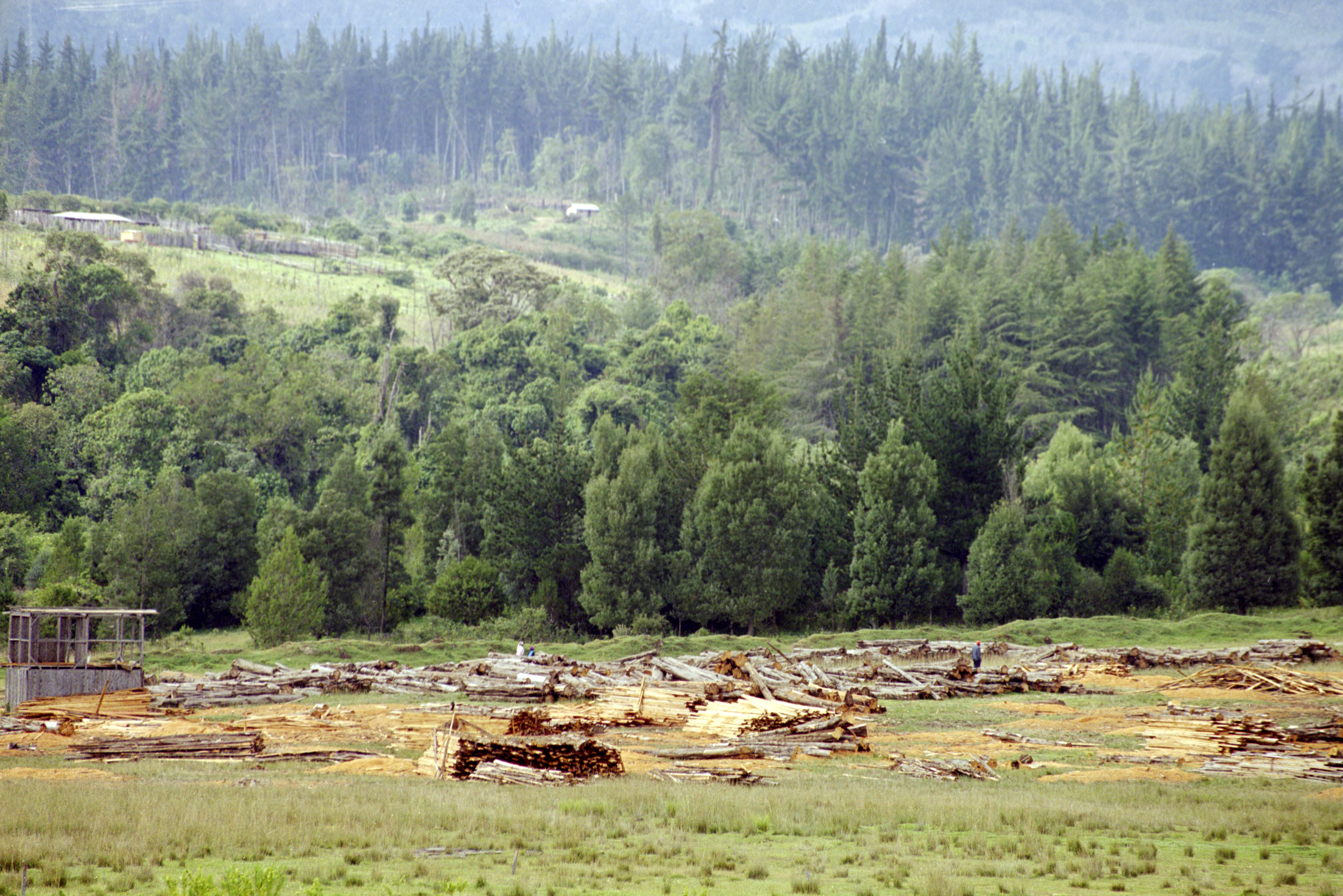Ogiek Mali forest Kenya Rift Valley