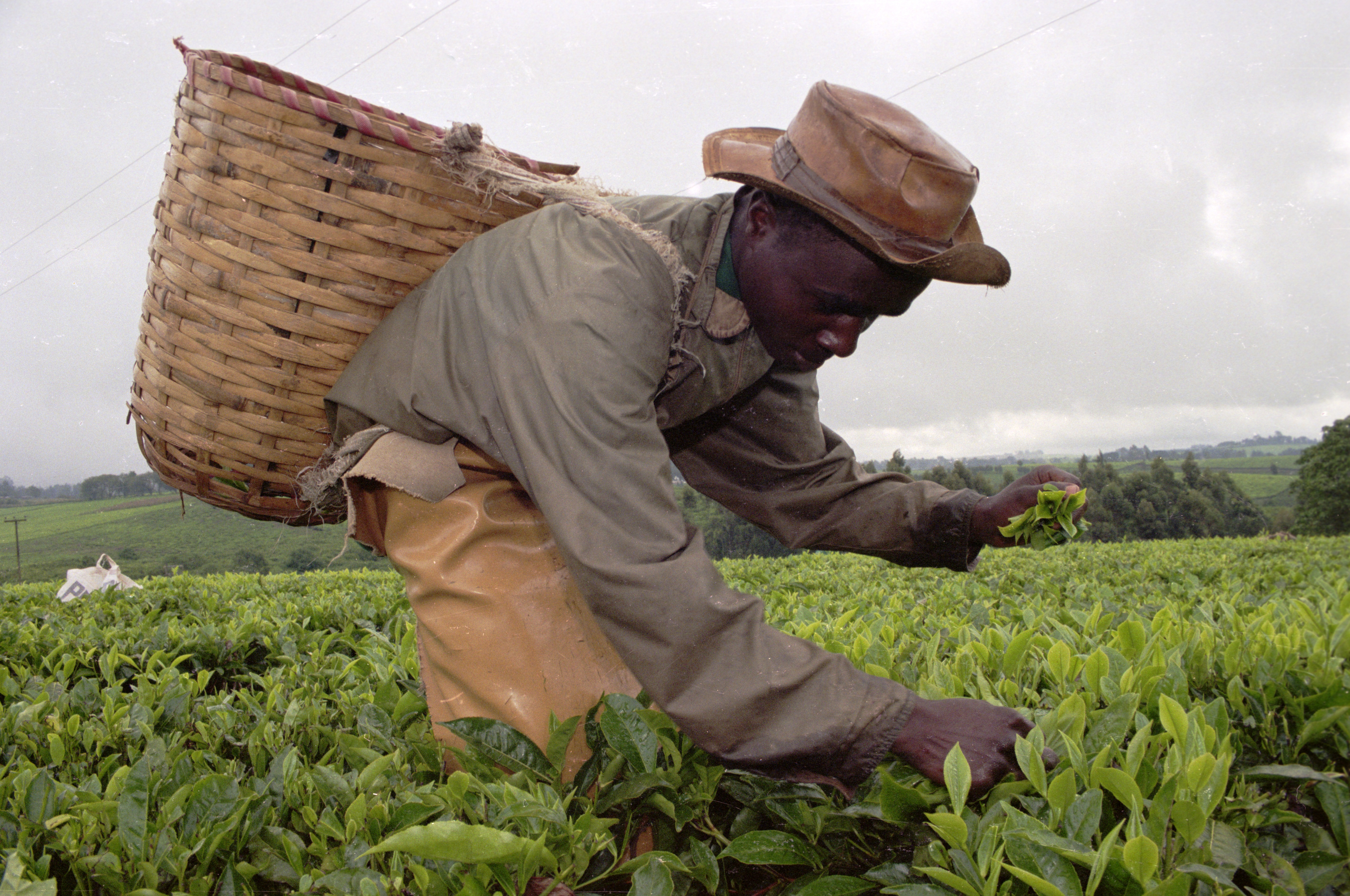 Tea picking Limuru Kenya