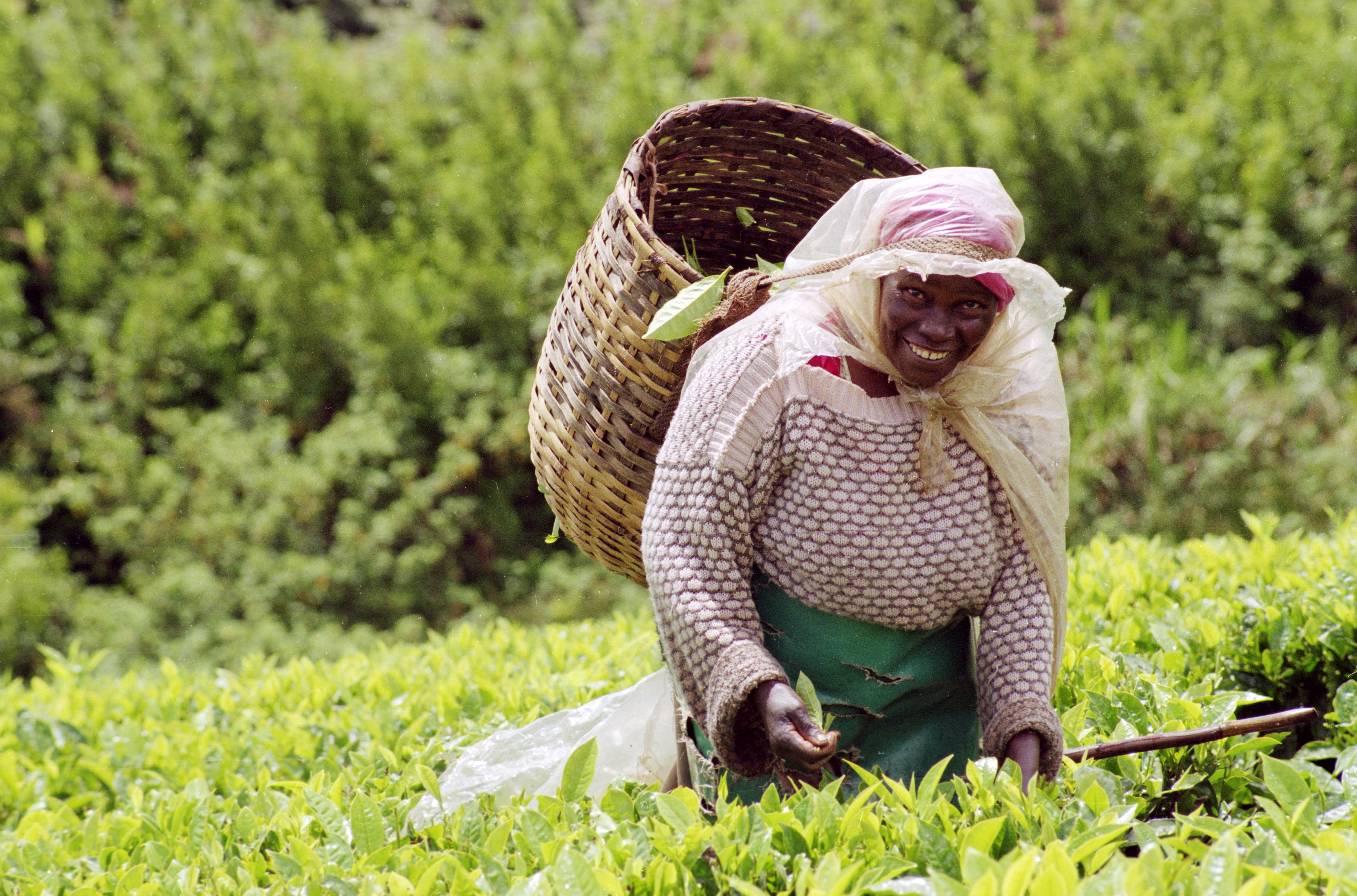 Tea picking, Limuru, Kenya 2